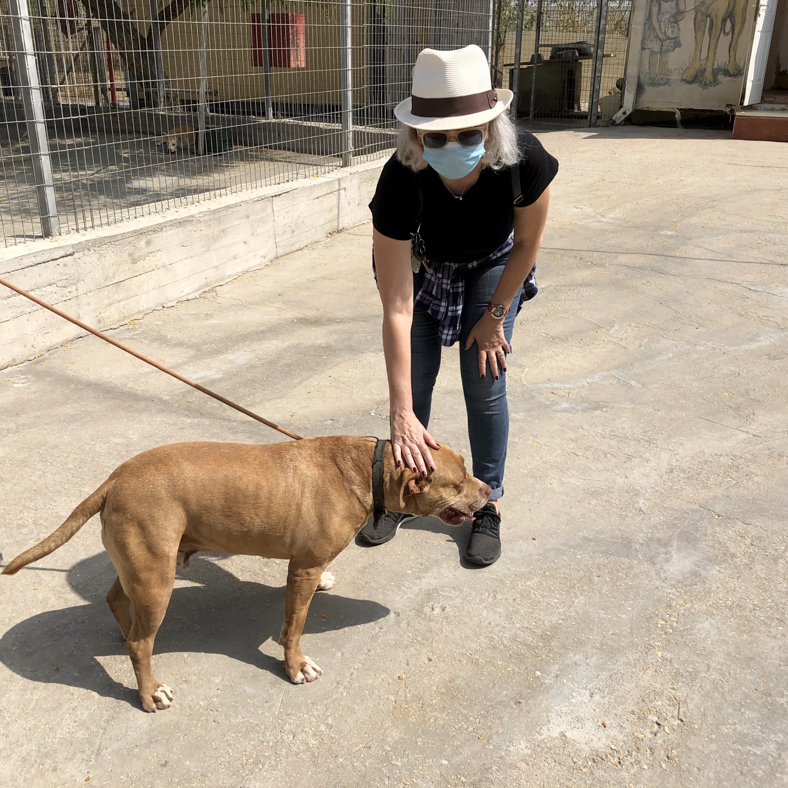 Dog adoption in Israel