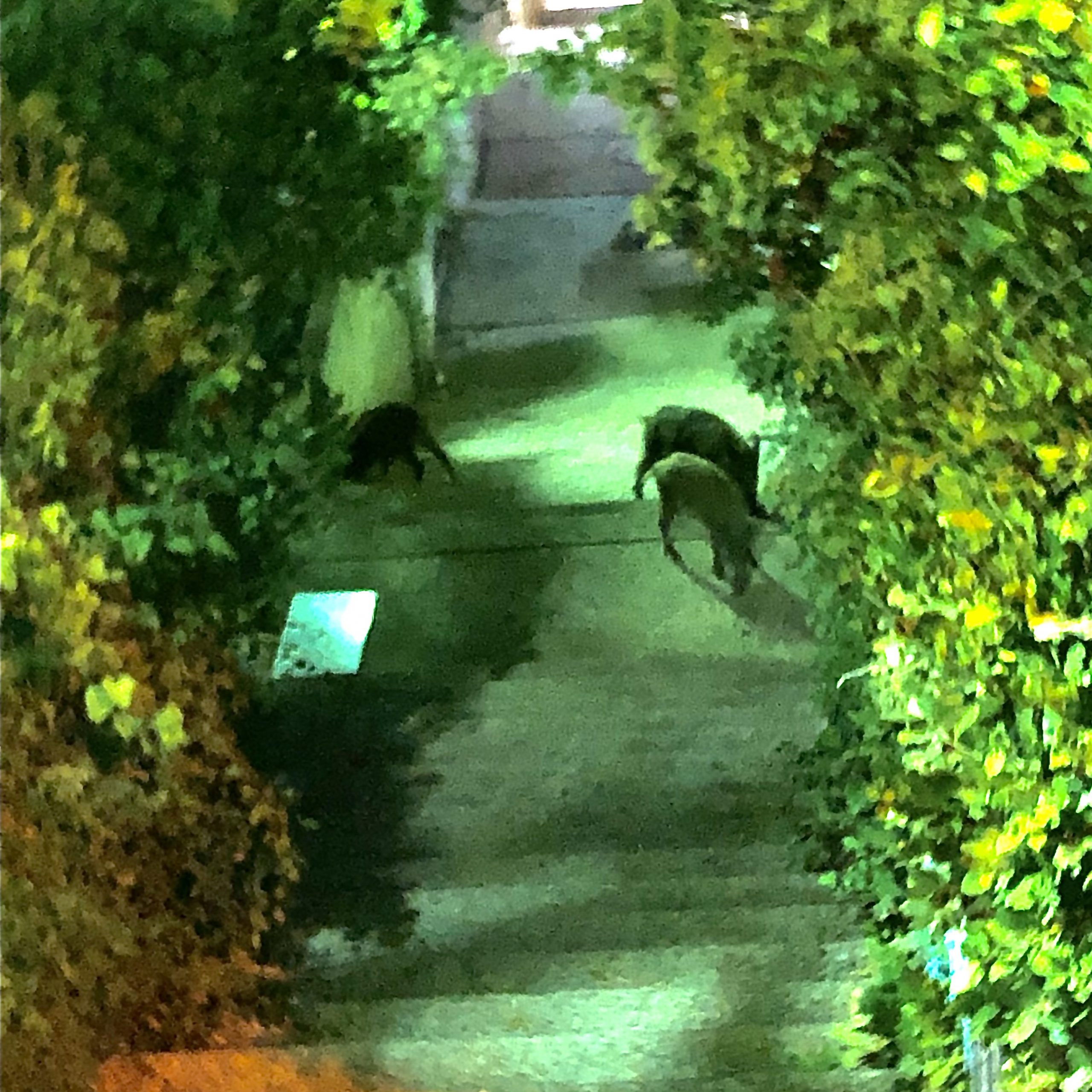 Wild hogs roaming Haifa streets