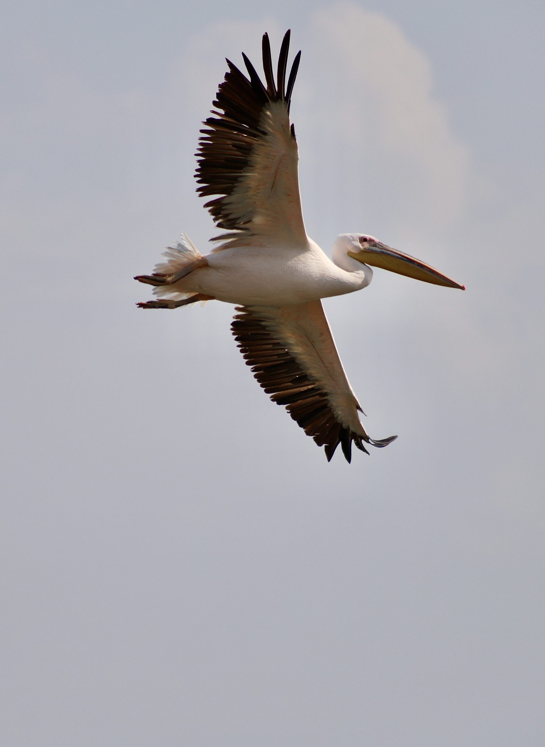 Pelican Migration At Ma'ayan Harod National Park