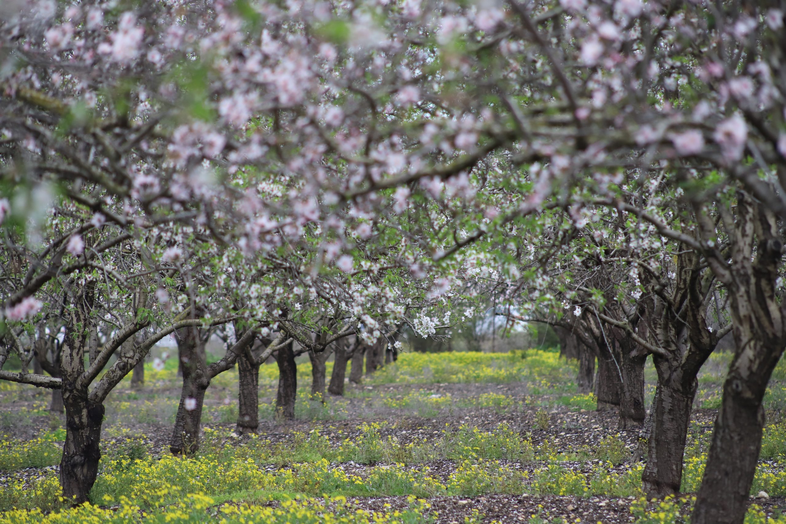 Almond trees blossom in Megiddo
