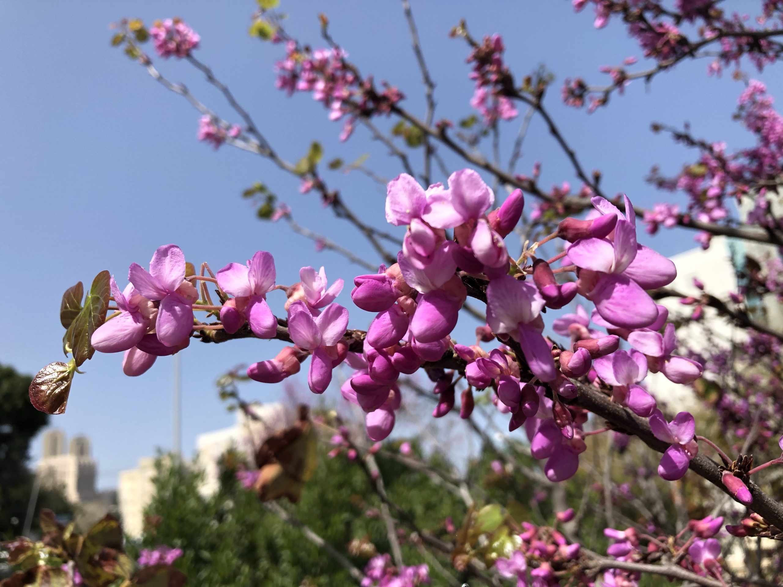 Israel blossoms