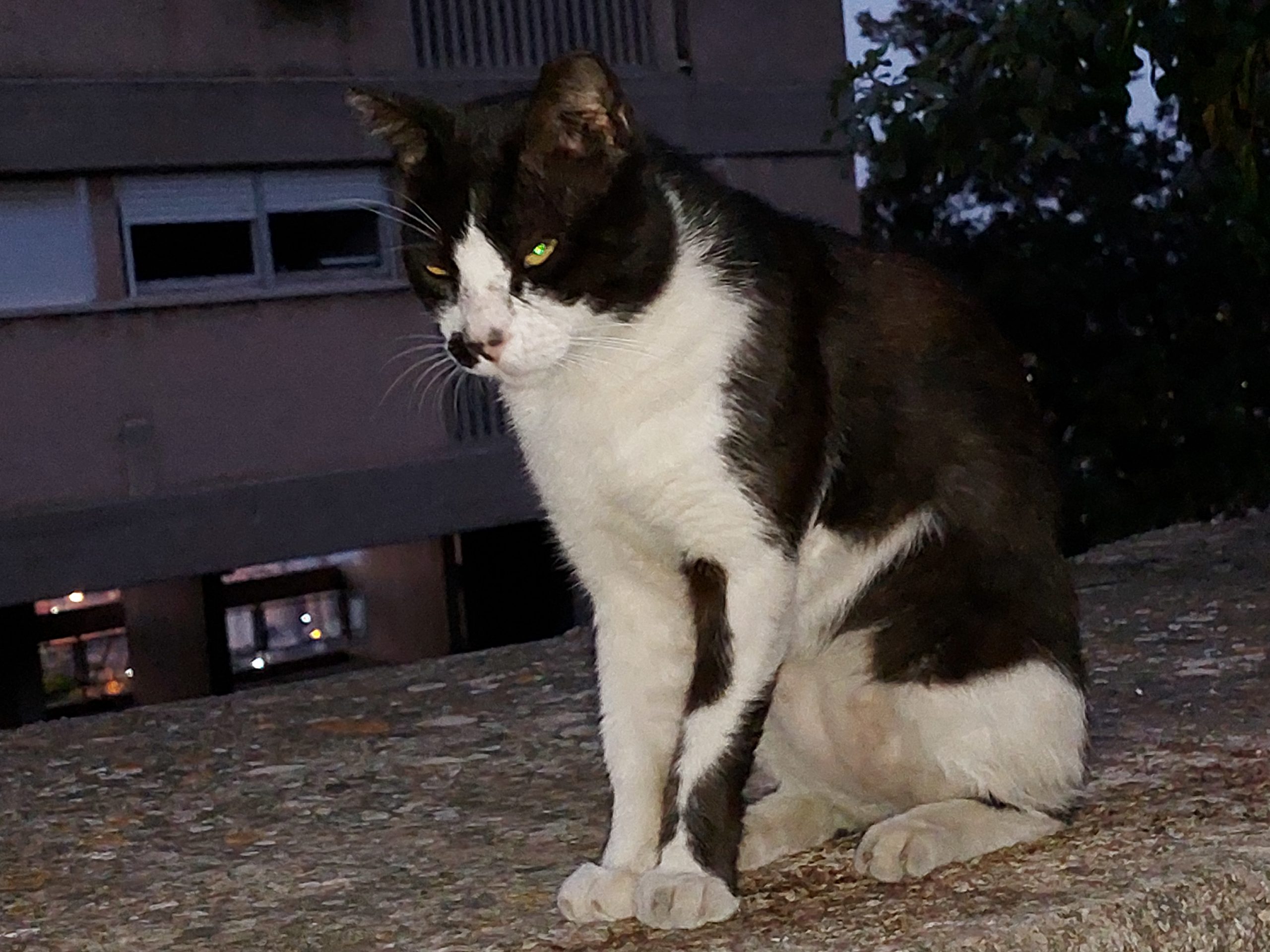 Israel’s population of street cats is now believed to have reached the one million mark