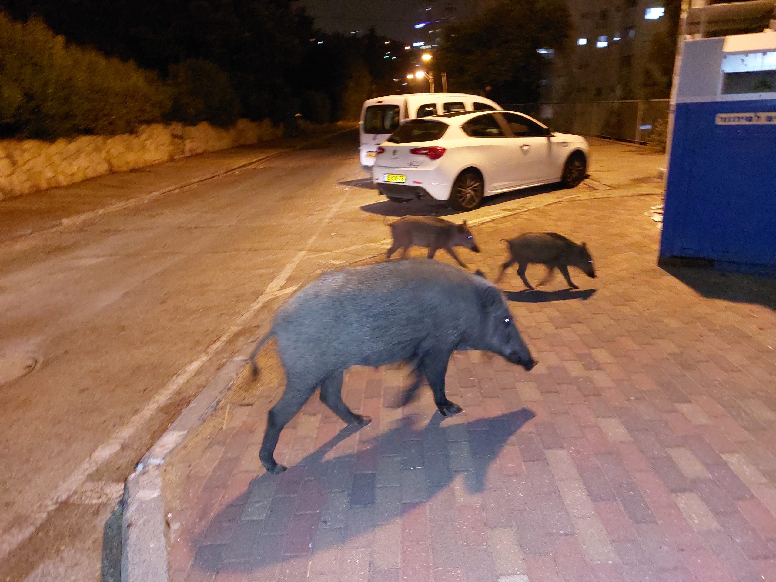 Wild boars own the night in Haifa