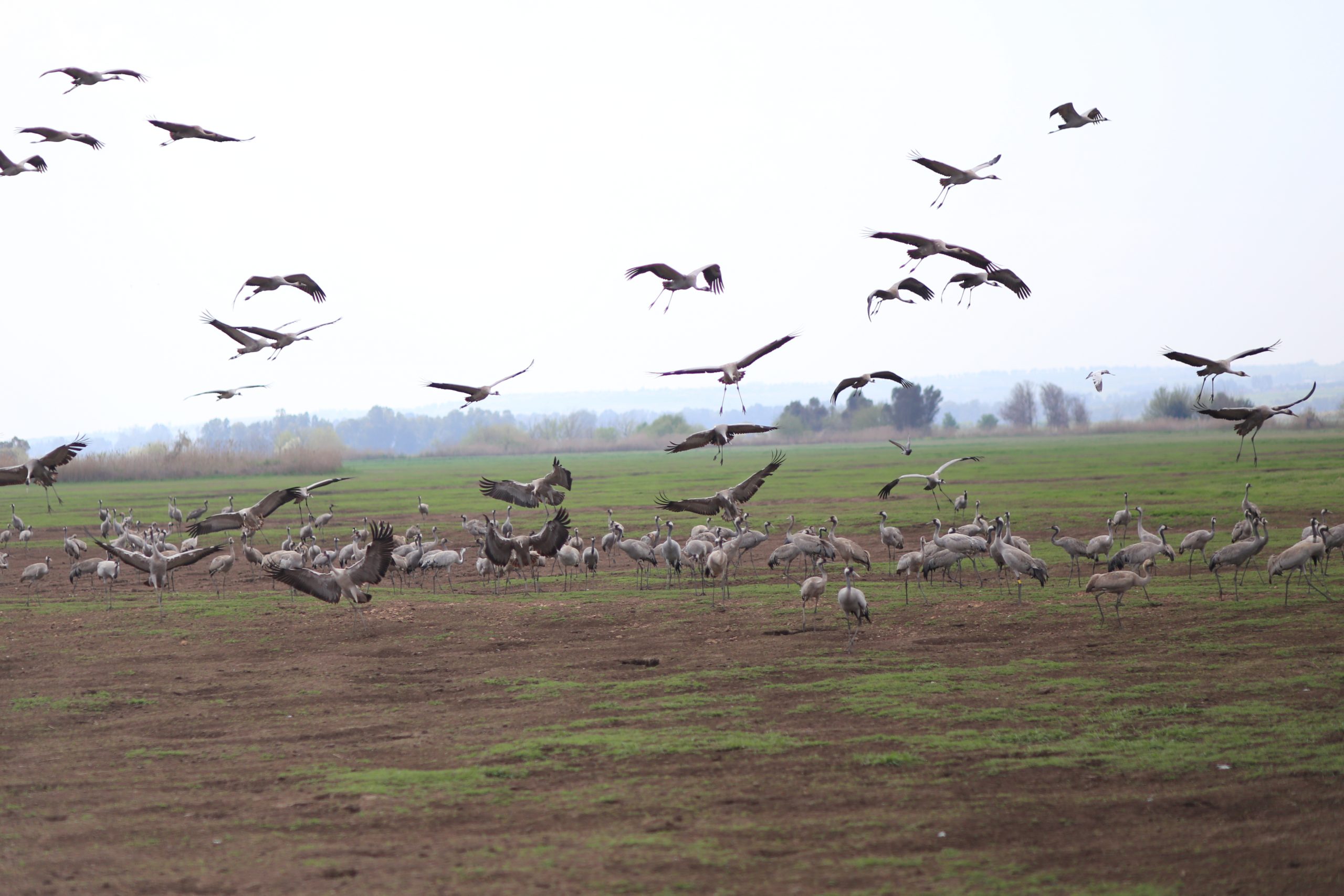 A severe outbreak of avian flu in Israel deaths of about 5,000 migratory cranes