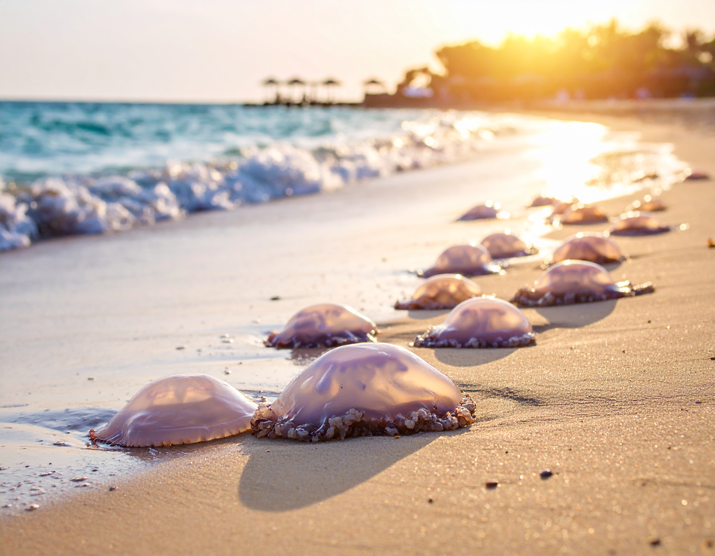 A Swarm of the Sea: Jellyfish Blanket Israel's Coastline from Ashkelon to Haifa